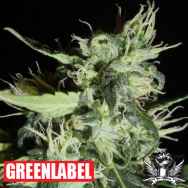 Green Label Seeds Automatic Widow